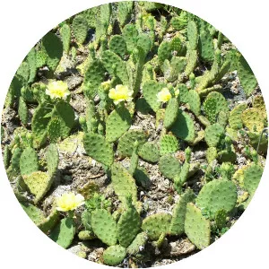 Eastern Prickly Pear