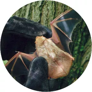 Eastern red bat