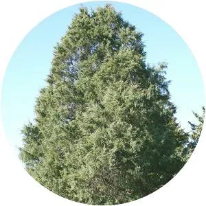 Eastern red cedar - Plants