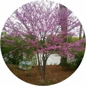 Eastern redbud - Plants