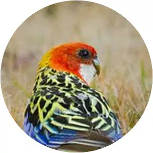 Eastern rosella