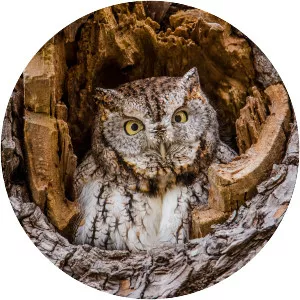 Eastern screech owl