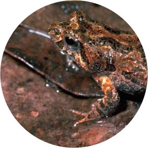 Eastern sign-bearing froglet