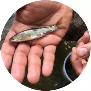 Eastern silvery minnow