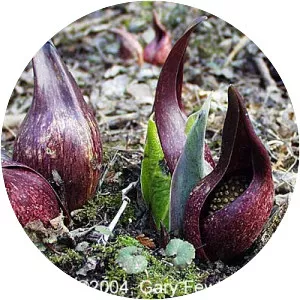 Eastern skunk cabbage - Plants