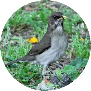 Eastern slaty thrush - Bird