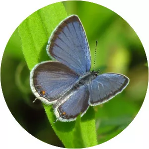 Eastern tailed-blue