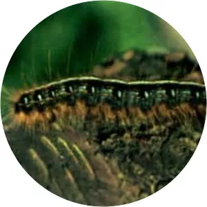 Eastern tent caterpillar