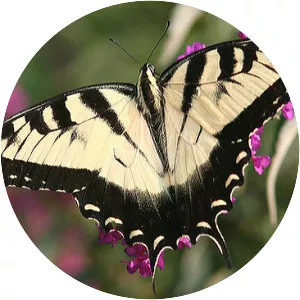 Eastern tiger swallowtail