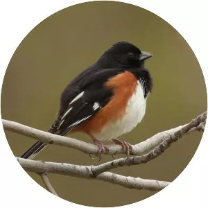 Eastern towhee