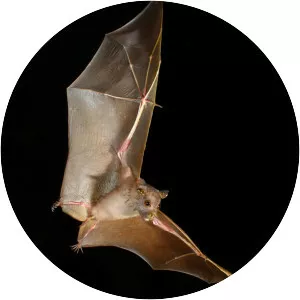 Eastern tube-nosed bat