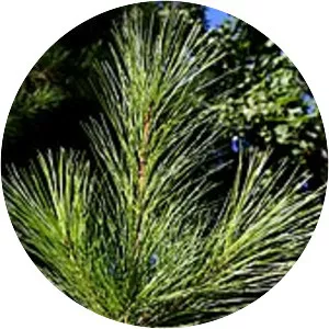 Eastern white pine - Plants