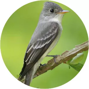 Eastern wood pewee
