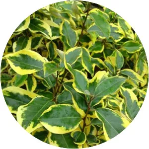 Ebbing's Silverberry