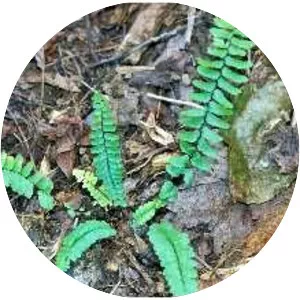 Ebony spleenwort
