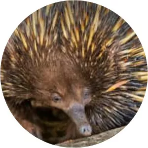 Echidna
