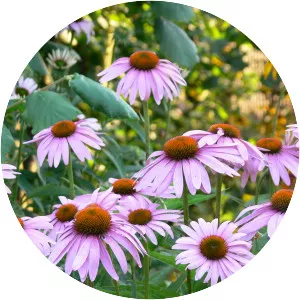 Echinacea angustifolia