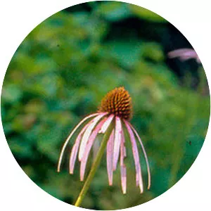 Echinacea laevigata - Plants