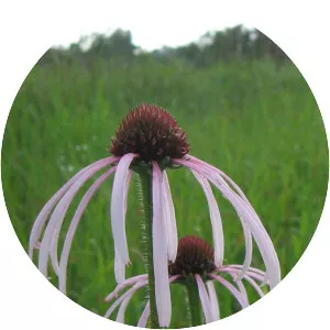Echinacea simulata