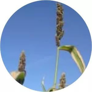 Echinochloa esculenta