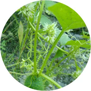 Echinocystis lobata - Plants