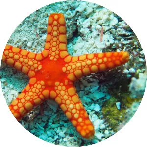Echinoderm