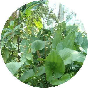 Echinodorus grandiflorus