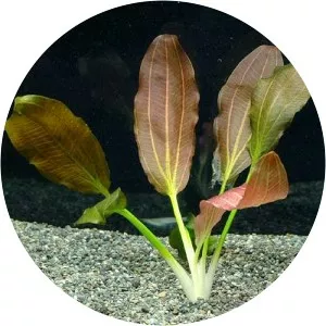 Echinodorus horemanii - 