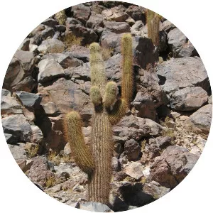 Echinopsis atacamensis