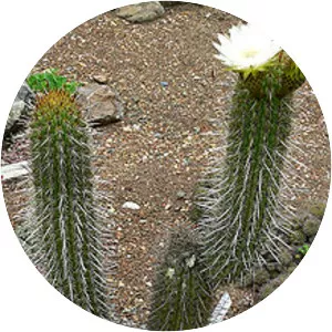 Echinopsis chiloensis