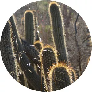 Echinopsis litoralis