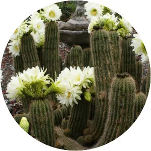 Echinopsis schickendantzii - 