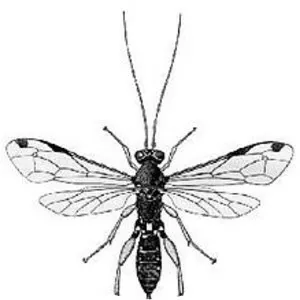 Echthromorpha intricatoria