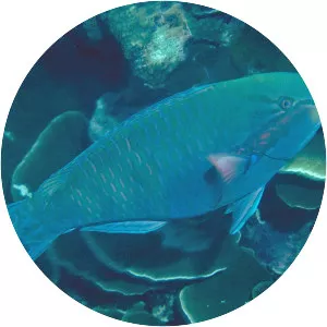 Eclipse parrotfish