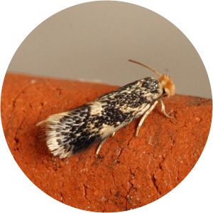 Ectoedemia hannoverella - 