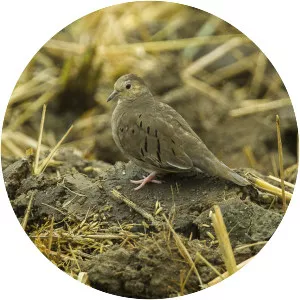 Ecuadorian ground dove
