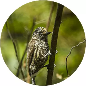 Ecuadorian piculet - Bird