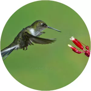 Ecuadorian piedtail - Birds