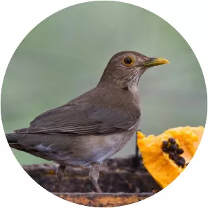 Ecuadorian thrush - Bird
