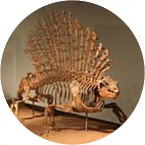Edaphosauridae
