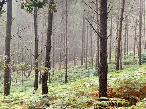 Edar de Porto do Son - 