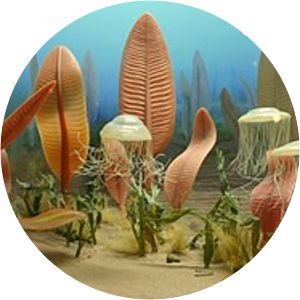 Ediacaran