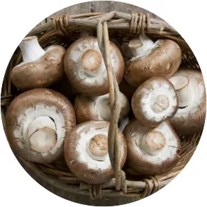 Edible mushroom