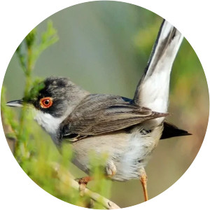 Édouard Ménétries