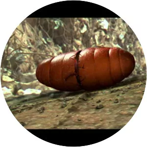 Eega - 2012 ‧ Bollywood/Fantasy ‧ 2h 27m