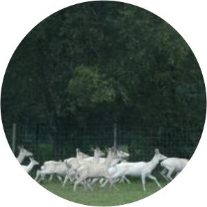 Eekholt Wildlife Park