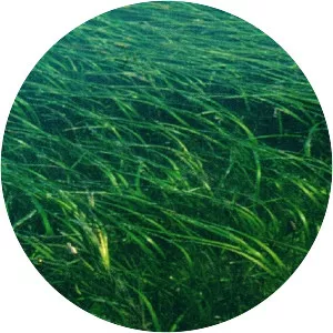Eelgrasses - Plants