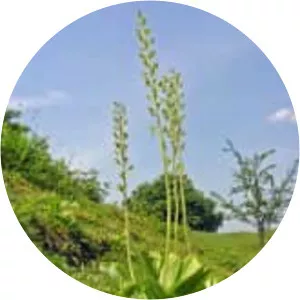Eggleaf twayblade (Listera maggiore)