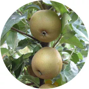 Egremont Russet