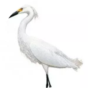 Egrets